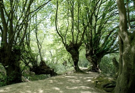Kopfbuchen, © Stadt Aachen Kopfbuchen, © Stadt Aachen