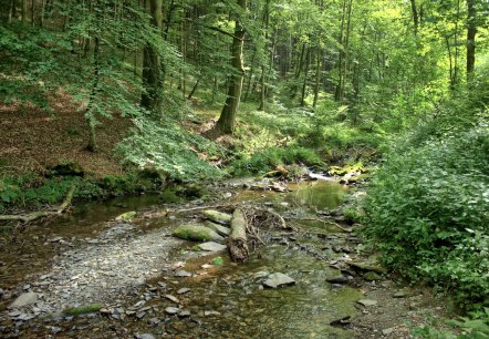 Wüstebach Wüstebach