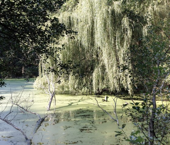 Weiher im Broichbachtal, © Eifel Tourismus GmbH