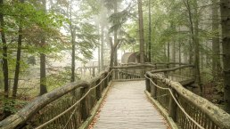 Der wilde Weg in Nationalpark Eifel, Holzsteg, © Nationalpark Eifel, Dominik Ketz