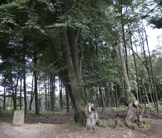 Kopfbuchen und Adlerstein am Äußeren Landgraben am Moresneter Weg, © Stadt Aachen