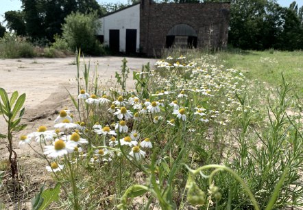 Schachtgebäude Langenberg, © StädteRegion Aachen