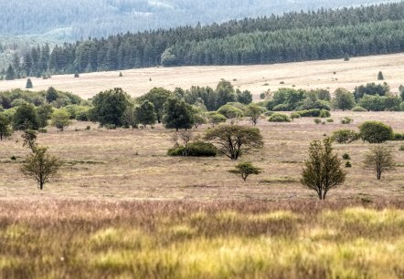 Hohes Venn, © vennbahn.eu