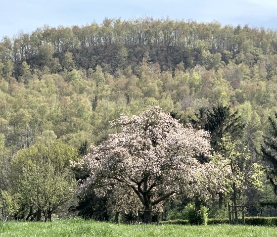 Halde Adolf, © StädteRegion Aachen