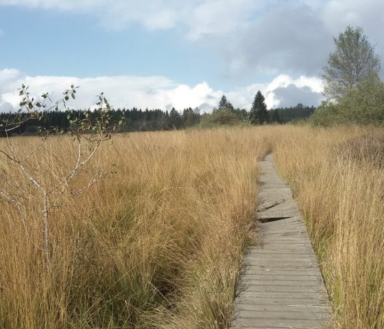 Steg im Hohen Venn, © StädteRegion Aachen