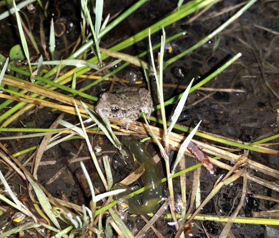 Midwife toads live at Beckmannsweiher pond and spawn here., © Biologische Station StädteRegion Aachen e.V.