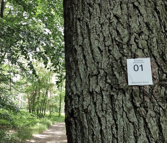 Wegezeichen im Wald von Schloss Burgau, © Kreis Düren
