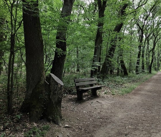 Forest of Burgau Castle, © Kreis Düren