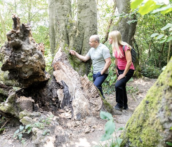 Aachener Wald, © Eifel Tourismus GmbH