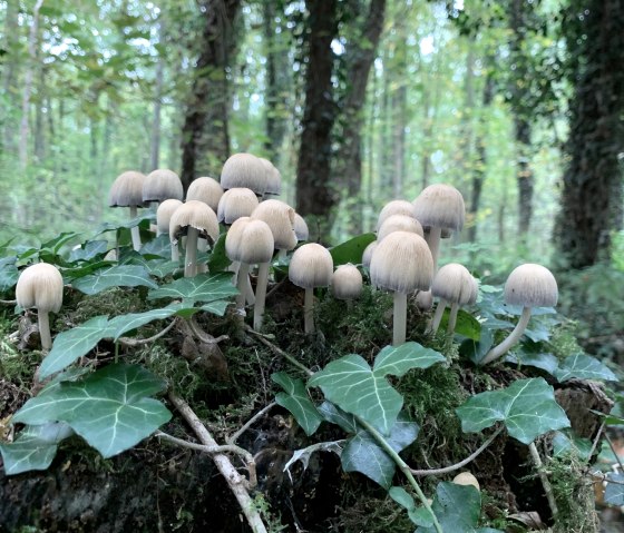 imposante Pilzformationen im Wurmtal, © StädteRegion Aachen