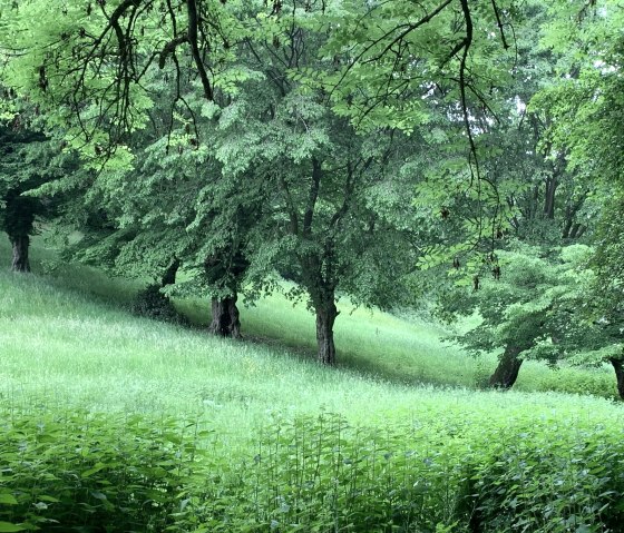 Spazieren entlang der Streuobstwiesen, © StädteRegion Aachen