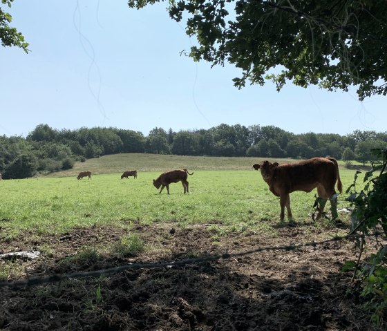 Weidewirtschaft im Wurmtal, © StädteRegion Aachen