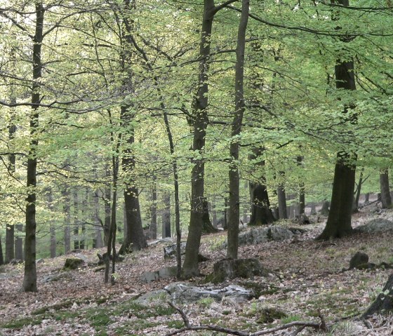 Waldgebiet Ostbelgien, © Roger Herman