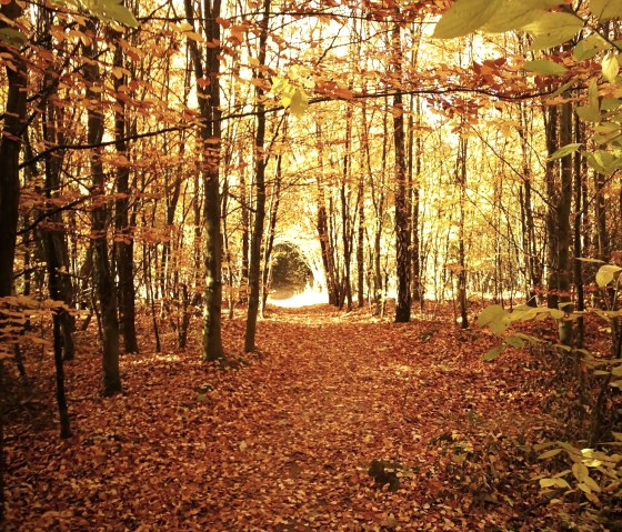 Autumn time at Blausteinsee, © NaturFreunde NRW