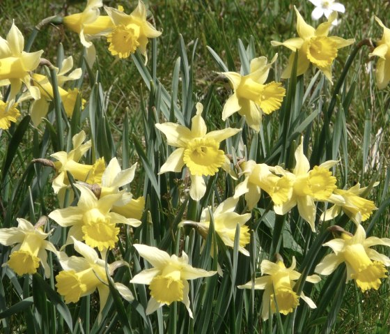 Narzissenblüte im Fuhrtsbachtal, © Bernd Läufer