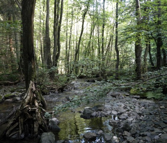 Die Erkensruhr speist sich aus dem Wasser kleiner Mittelgebirgsbäche., © Biologische Station StädteRegion Aachen e.V.