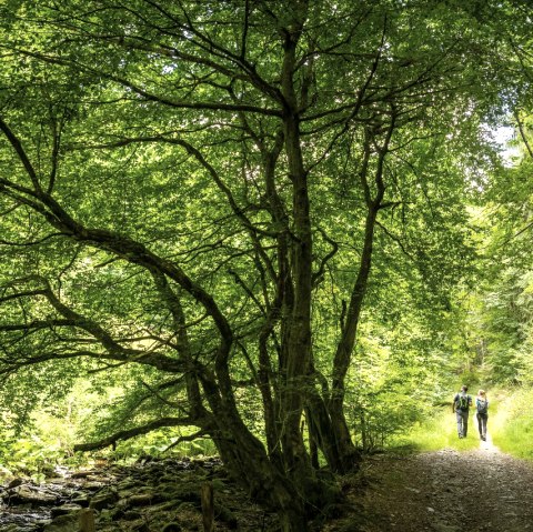 Tiefenbach valley, © Eifel Tourismus GmbH