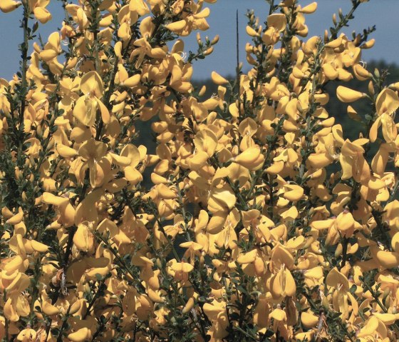 The "Eifel gold": the broom bushes, © StädteRegion Aachen