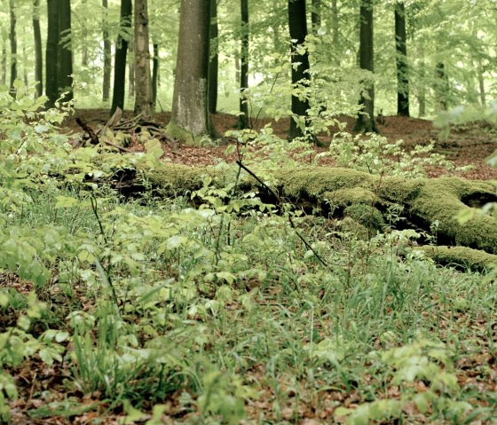 Hetzinger Wald, © C. Heer