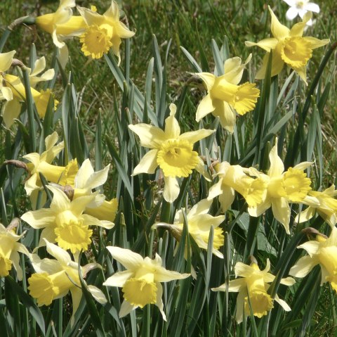 Daffodils in the Perlenbach valley, © Monschau-Touristik