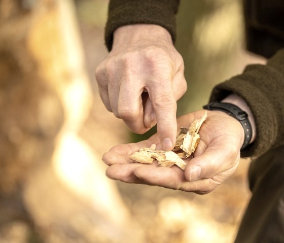 Informationen zur Natur im Nationalpark Eifel, © Eifel-Tourismus GmbH, Dominik Ketz