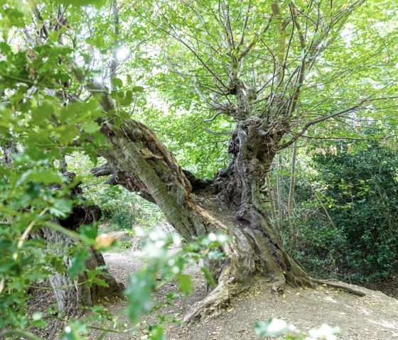 Alte Buchen am Aachener Landgraben, © Eifel Tourismus GmbH