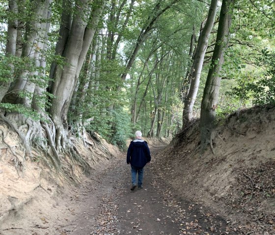 imposanter Hohlweg am Landgraben, © StädteRegion Aachen