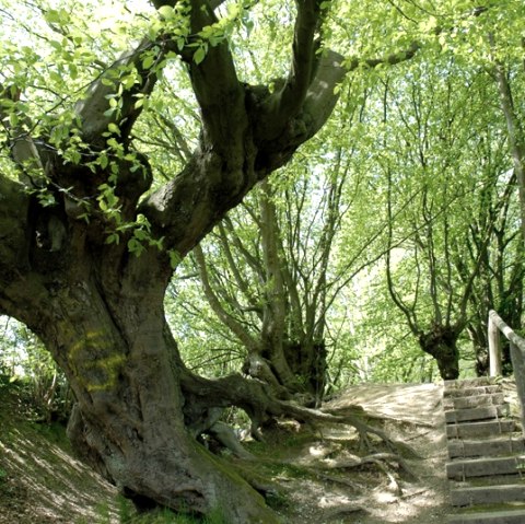 Kopfbuchen Aachener Wald, © Andrea Borowski