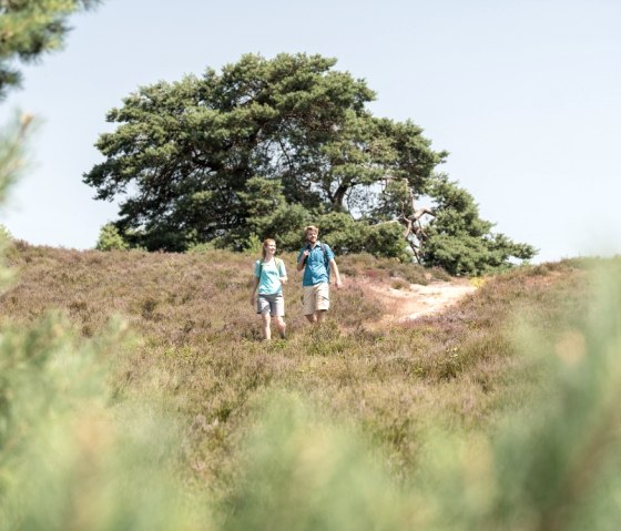 Brunssummerheide, © Grünmetropole e.V.