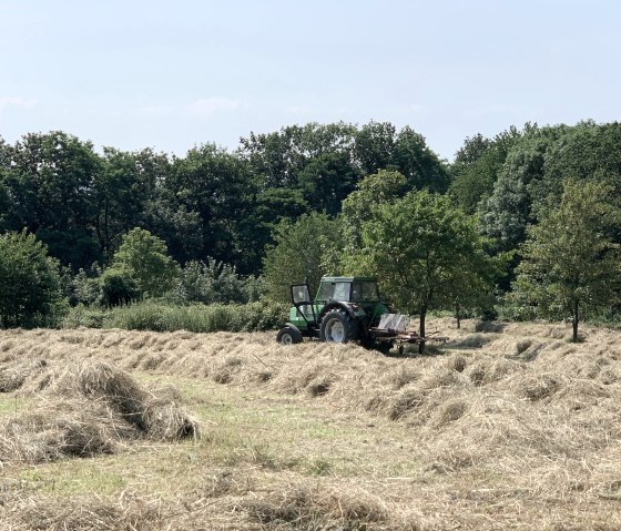 Landwirtschaft im Wurmtal, © StädteRegion Aachen