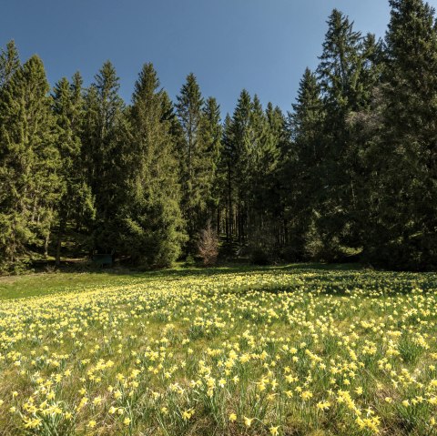 Narzissenwiese, © Eifel Tourismus GmbH, Dominik Ketz