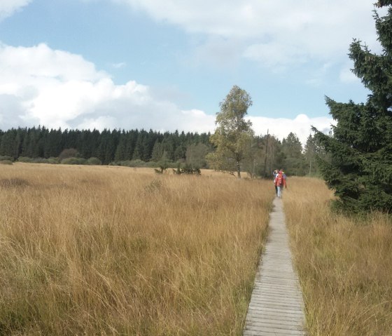 Steg im Hohen Venn, © StädteRegion Aachen