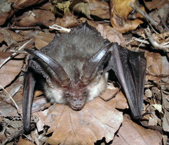 The brown long-eared bat is a typical forest bat species., © Unbekannt