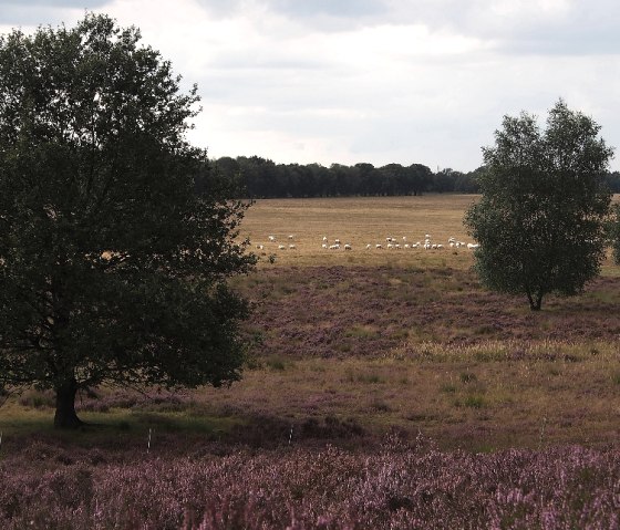 Vlamms Natuurreservaat Tenhaagdoornheide, © Textquelle: print'n'press Verlag GmbH