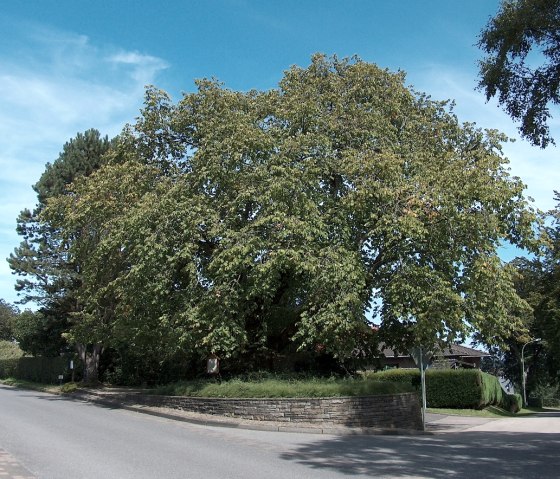 400 Jahre alte Bergulme, © Bernd Läufer