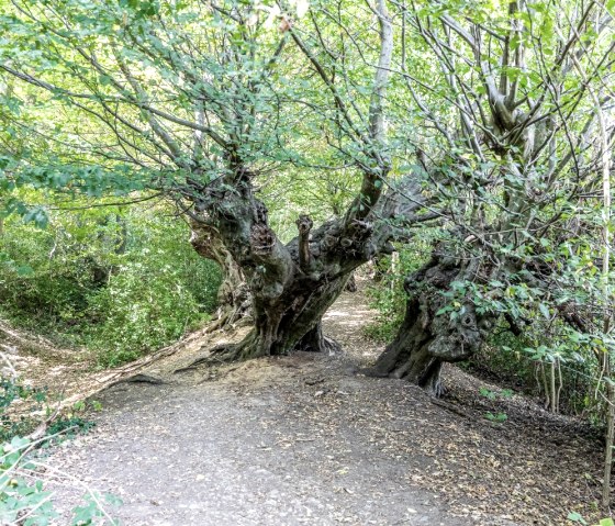 Alte Buchen am Aachener Landgraben, © Eifel Tourismus GmbH