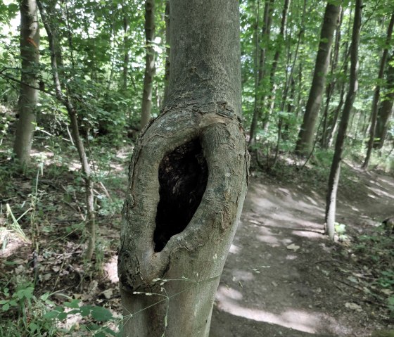 Wald von Schloss Burgau, © Kreis Düren