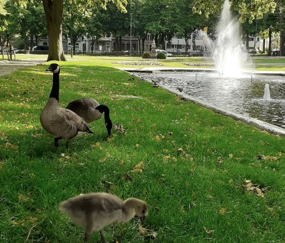 Kurpark mit Enten, © aachen tourist service e.v.