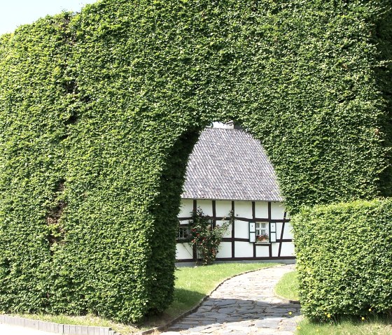 House hedge
