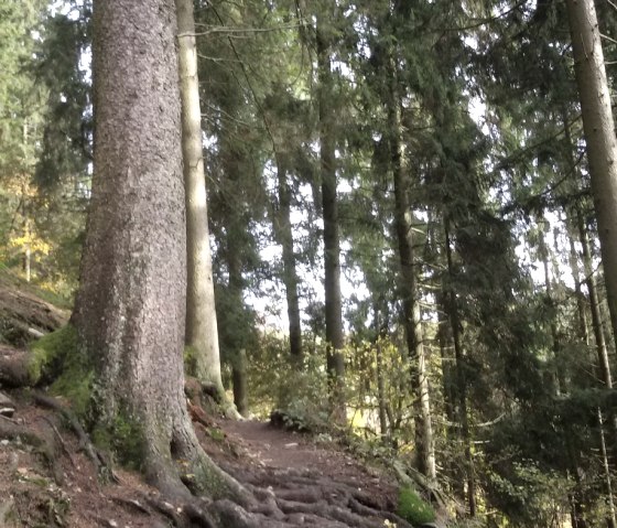 Wanderweg bei Burg Rheinhardstein, © StädteRegion Aachen