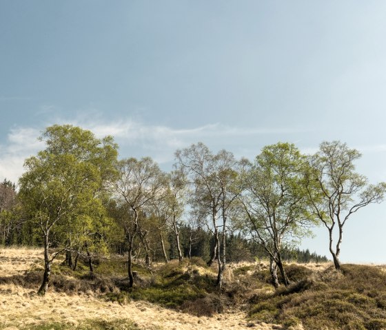 Hohes Venn, © StädteRegion Aachen