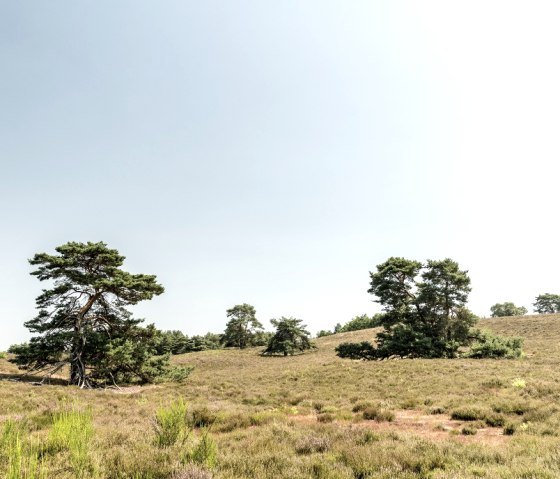 Brunssummerheide, © Grünmetropole e.V.