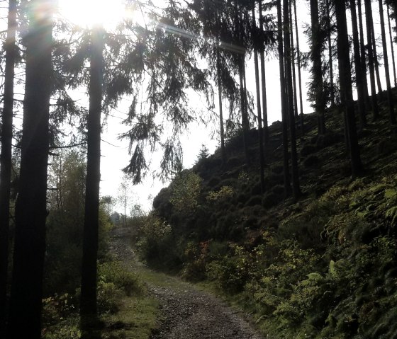 Wanderweg durch den Wald, © StädteRegion Aachen