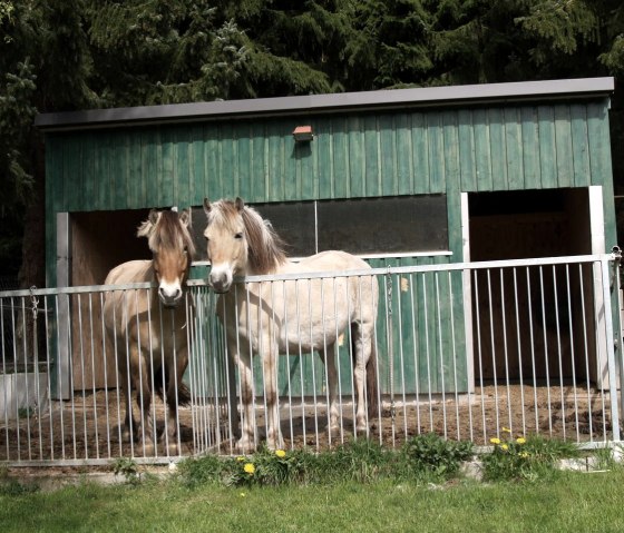 Stable