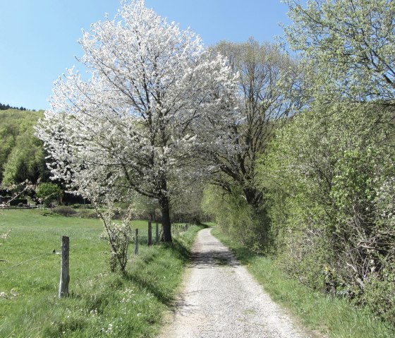 Eifellandschaft im Frühling, © StädteRegion Aachen