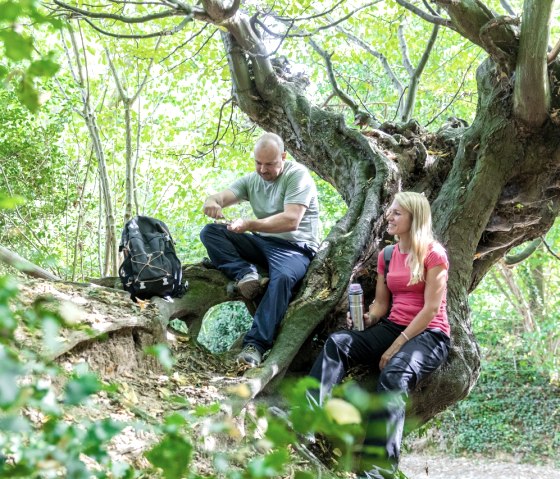 Alte Buchen am Aachener Landgraben, © Eifel Tourismus GmbH