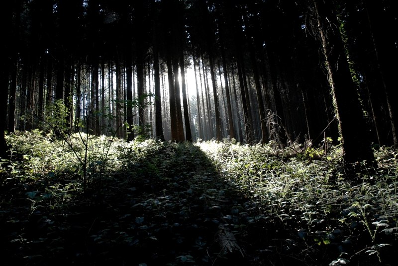 Aachener Wald, © Andrea Borowski