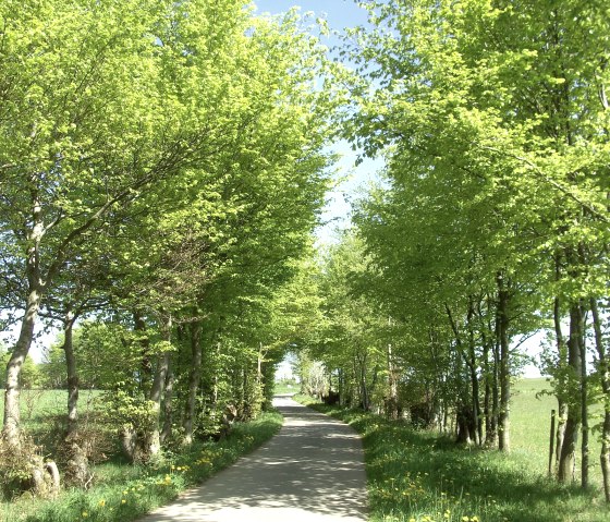 Monschauer Heckenlandschaft, © Günther Scheid