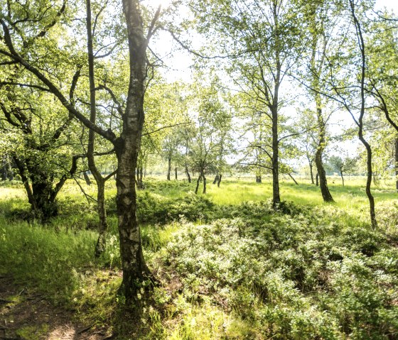 NSG Struffelt, © Eifel Tourismus GmbH