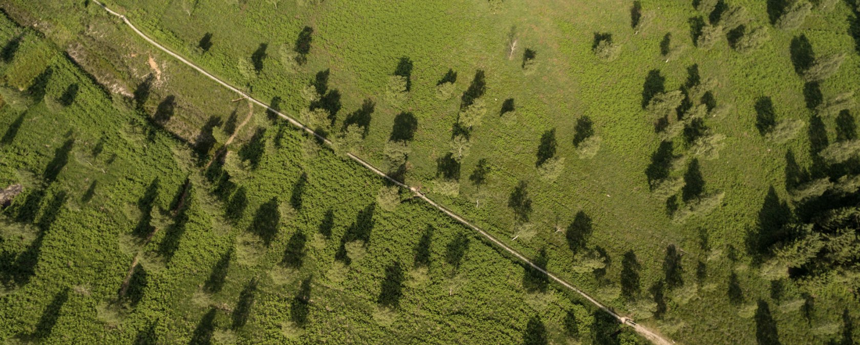 Luftaufnahme eines grünen Hügels mit verstreuten Bäumen und einem Pfad., © Eifel Tourismus GmbH, D. Ketz